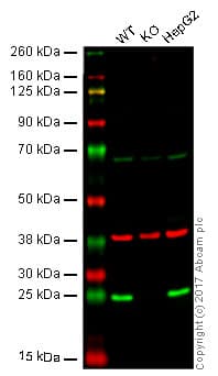 Anti-HP1 gamma/CBX3 antibody [EPR19802] - BSA and Azide free(AB223535)