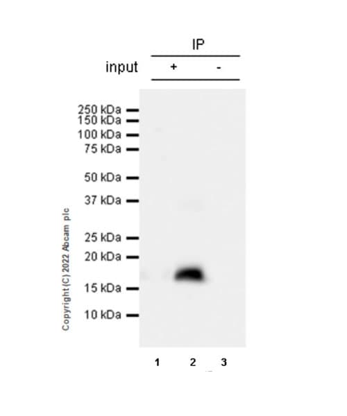 Anti-Cofilin 2 antibody [EPR24519-7](AB300128)