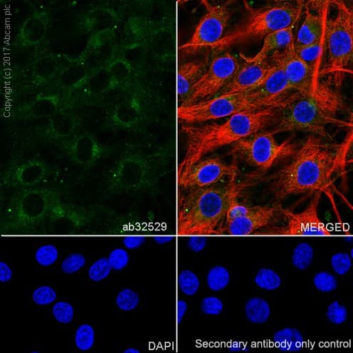 Anti-S6K1 antibody [E343] - BSA and Azide free(AB203558)