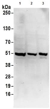 Anti-UBA5 antibody(AB177507)