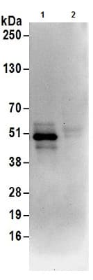 Anti-UBA5 antibody(AB177507)