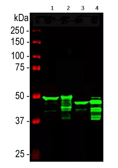Anti-GFAP antibody(AB7260)
