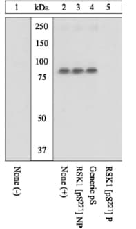 Rsk1 P90 Phospho S221 Antibody Ab10695  Western Blot Img25042