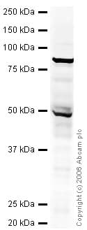 Anti-DCAMKL1 antibody(AB31704)