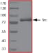 Ab60884  Sds Page Img46220