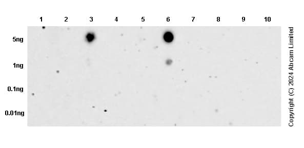 Anti-Histone H3 (di methyl K9) antibody [mAbcam 1220] - ChIP Grade(AB1220)