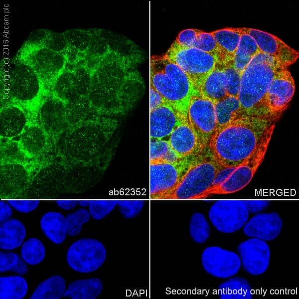 Anti-Nrf2 antibody [EP1808Y](AB62352)