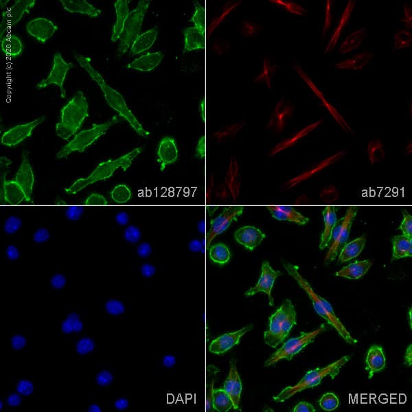 Anti-CD11b antibody(AB128797)