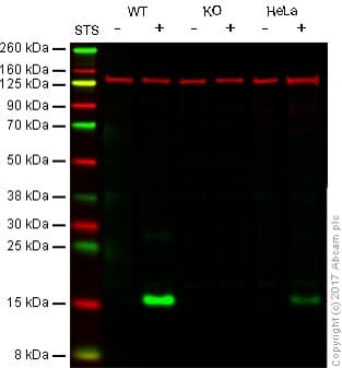 Anti-Cleaved Caspase-3 antibody [E83-77](AB32042)
