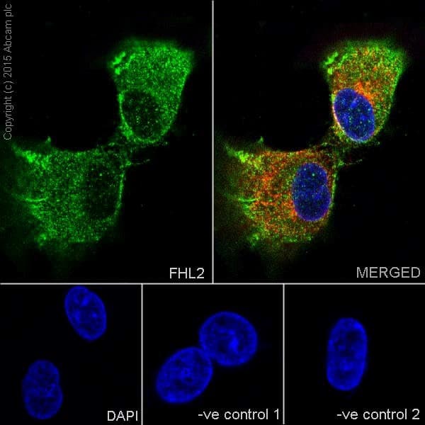 Fhl2 Antibody Epr17860 20 Ab202584  Immunocytochemistry Immunofluorescence Img86484