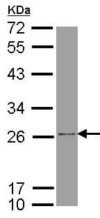 Anti-ATP5F1 antibody(AB154564)