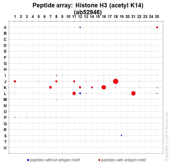 Anti-Histone H3 (acetyl K14) antibody [EP964Y] - ChIP Grade(AB52946)