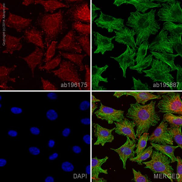Alexa Fluor® 647 Anti-S100 beta antibody [EP1576Y] - Astrocyte Marker(AB196175)
