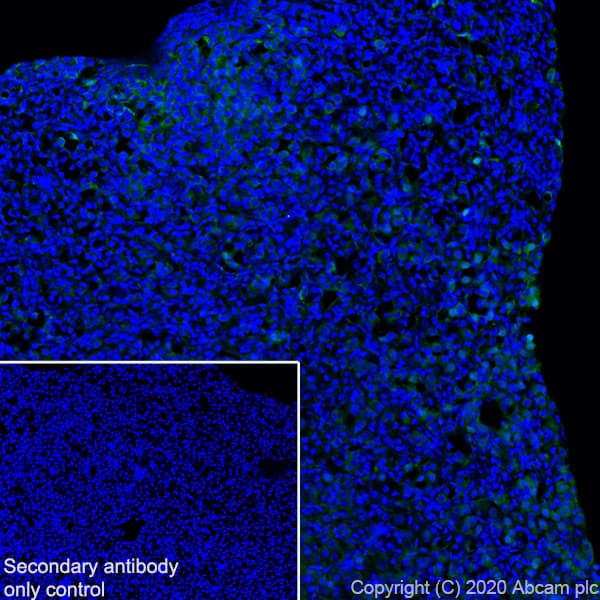 Anti-ACTH antibody [AH26] - BSA and Azide free(AB212734)