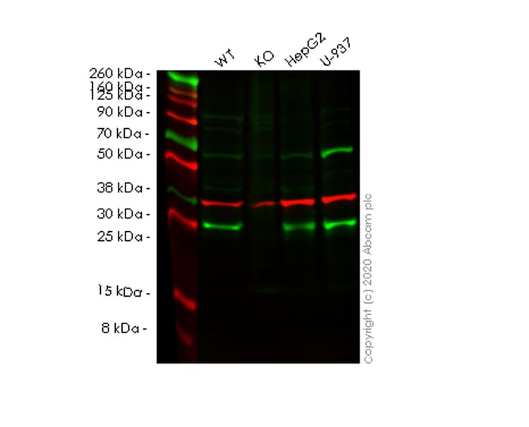Anti-NUDT5 antibody [EPR7734] - BSA and Azide free(AB248329)