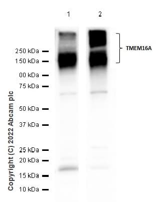 Anti-TMEM16A antibody [SP31](ab64085)
