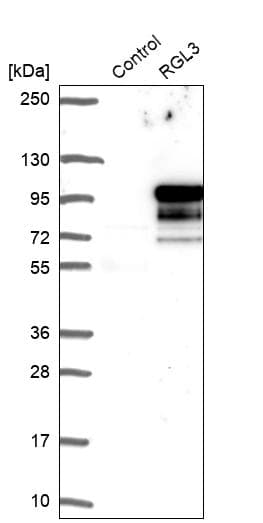 Anti-RGL3 antibody(AB254821)