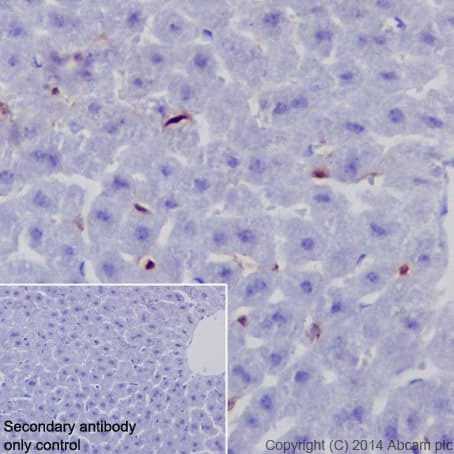 Anti-IRF5 antibody [EPR17067](AB181553)