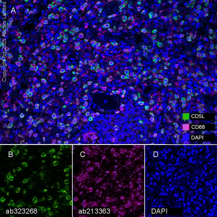 Anti-CD68 antibody [EPR20545](AB213363)