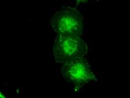 Tyro3 Antibody Oti5b7 Ab117877  Immunocytochemistry Immunofluorescence Img20565
