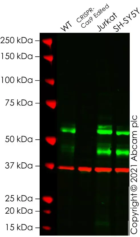 Anti-c-Myc antibody [Y69] - ChIP Grade(AB32072)