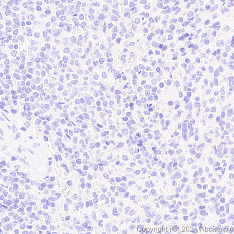 Anti-DDX4 / MVH antibody [RM1022] - BSA and Azide free(AB284612)