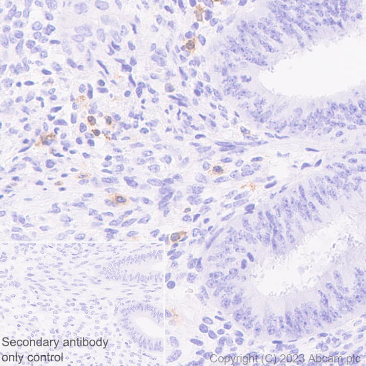 Cd96 Antibody Epr26489 23 Bsa And Azide Free Ab315219  Immunohistochemistry Formalin Pfa Fixed Paraffin Embedded Sections Img424258