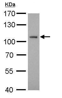 Anti-ATG9A antibody - C-terminal(AB229334)