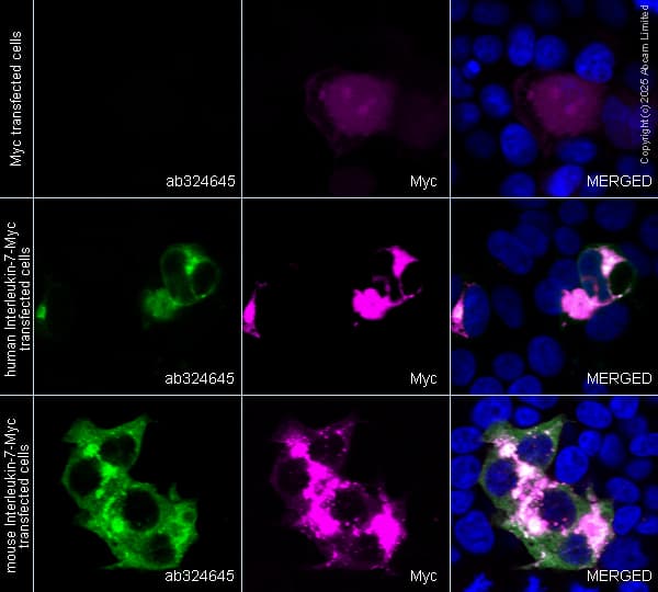 Alexa Fluor® 594 Anti-Myc tag antibody [9E10](AB223894)