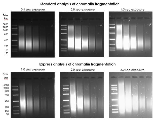 Chromatin Extraction Kit - Flexible Format(AB223876)