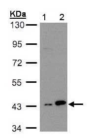 Anti-MK-3 antibody(AB155178)