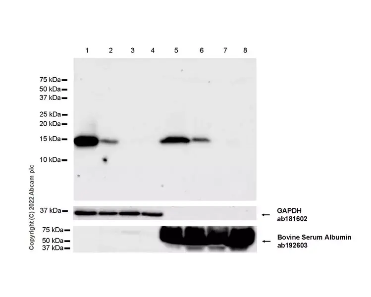 Anti-Albumin antibody [EPR12774](AB192603)