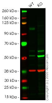 Ab257696  Western Blot Img140752