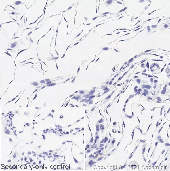 Anti-BRAF (mutated V600E) antibody [VE1](AB228461)