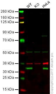 Anti-Emerin antibody(AB40688)