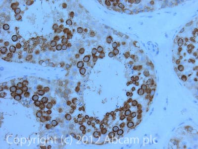 Anti-DDX4 / MVH antibody [mAbcam27591] - BSA and Azide free(AB180462)