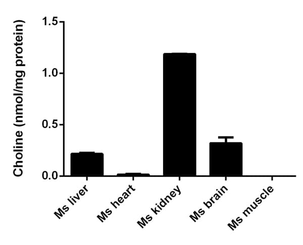 Choline/Acetylcholine Assay Kit(AB65345)