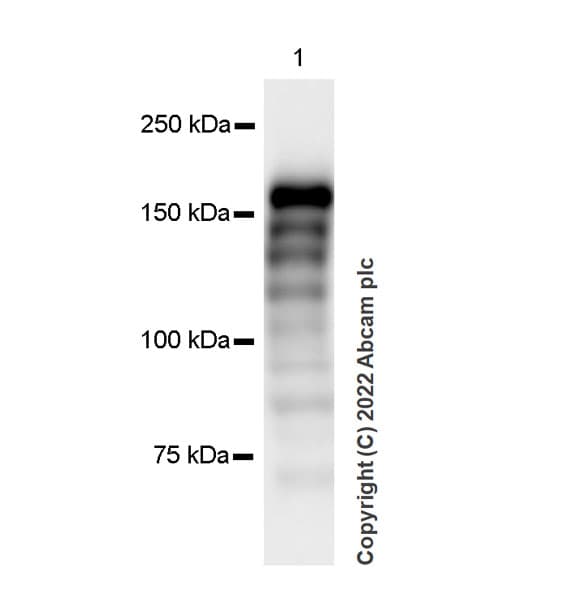 Anti-KDM5B / PLU1 / Jarid1B antibody [EPR25242-12](AB306579)