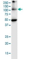 Anti-Argonaute-2 antibody [2E12-1C9] - BSA and Azide free(ab57113)