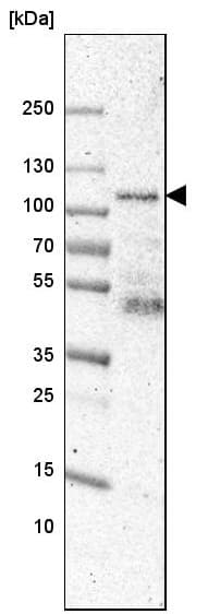 Anti-Synaptopodin antibody(AB224491)