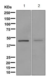 Adhfe1 Antibody Epr12501 Bsa And Azide Free Ab249768  Western Blot Img56267