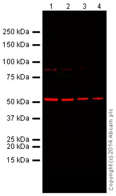 Anti-Tubulin antibody [YL1/2] - Loading Control(AB6160)