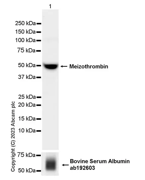 Anti-Albumin antibody [EPR12774](AB192603)