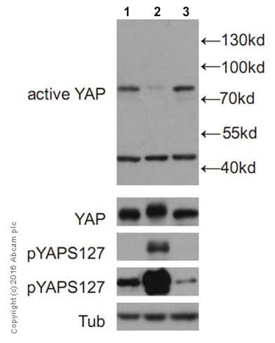 Anti-active YAP1 antibody [EPR19812](AB205270)