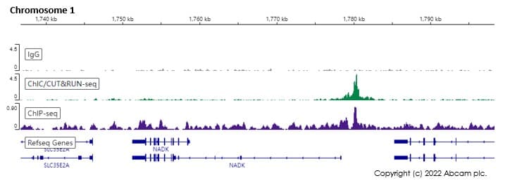 Anti-Oct4 antibody [EPR17980](AB200834)