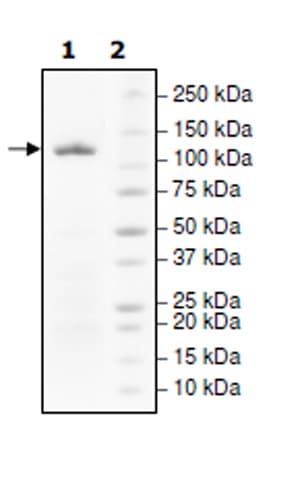 Recombinant human PARP1 protein (Active)(ab271649)