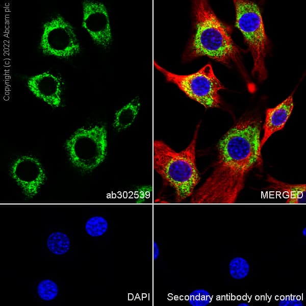 Anti-CKAP4 antibody [EPR25713-62] (BSA and Azide free)(AB302540)