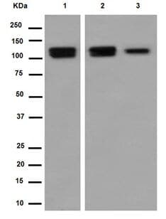 Anti-Sortilin/NT3 antibody [EPR15010] - BSA and Azide free(AB271955)