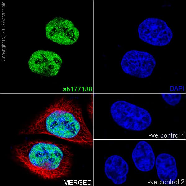 Anti-Histone H4 (mono methyl K20) antibody [EPR16999] - BSA and Azide free(AB239412)