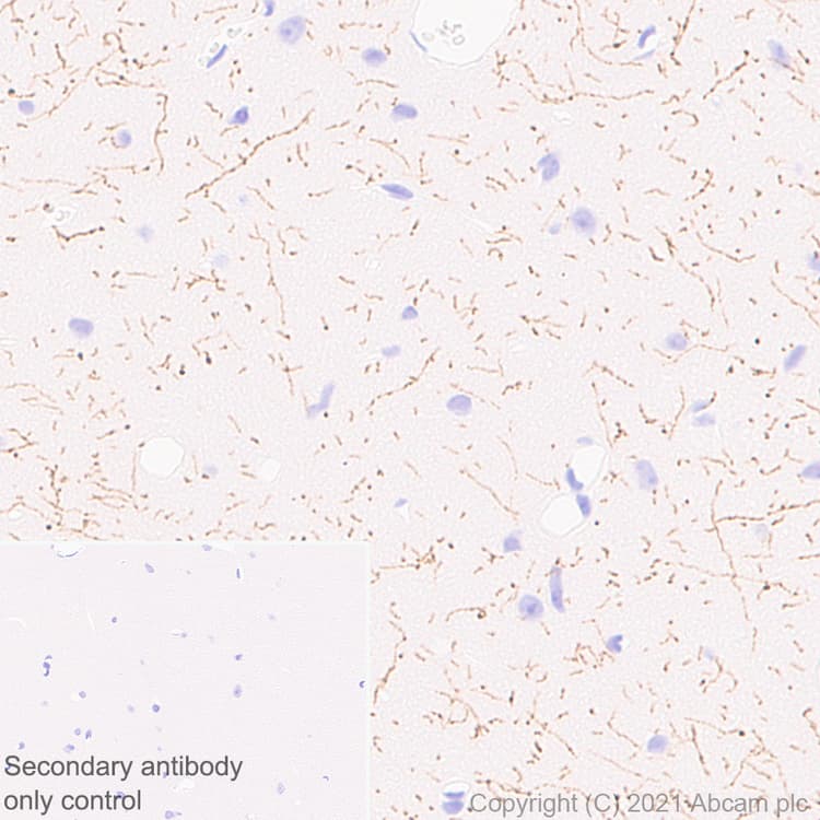 Anti-TPH2 antibody [EPR25100-29] - BSA and Azide free(AB288068)